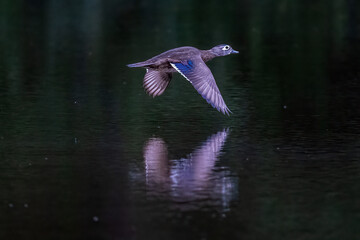 bird in flight