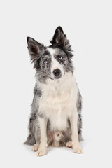 Portrait of a merle Border Collie on a white studio background, full body, sitting, looking at the camera.
