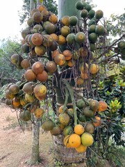 Areca Palm Fruits on Tree Trunk