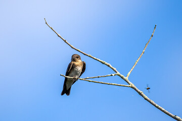 swallo on a branch in the forest