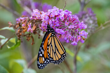 monarch butterfly on purple flower