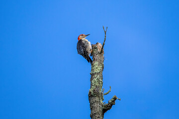 woodpecker on a tree