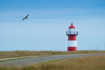 Lighthouse by the coast with a bird flying in a clear blue sky and winding road leading to the water