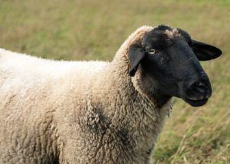 Sheep grazing in a green meadow under a clear sky on a sunny afternoon