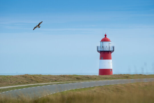 Lighthouse by the coast with a bird flying in a clear blue sky and winding road leading to the water - Powered by Adobe