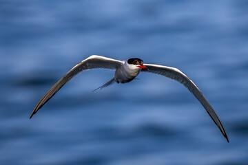 seagull in flight