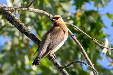 bird on branch