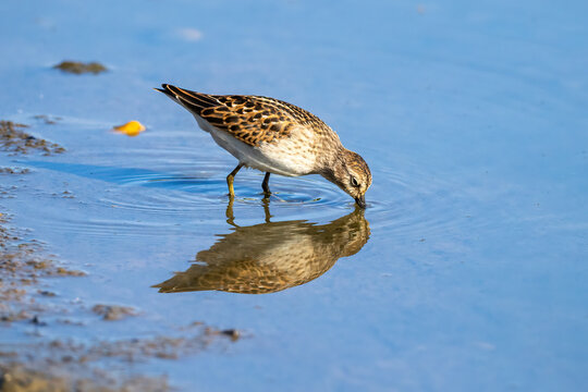 plover on lake