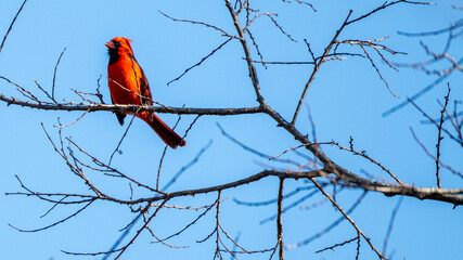 Cardinal Perched on Branch in Winter