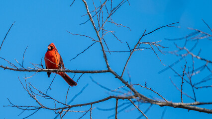 Cardinal Perched on Branch in Winter
