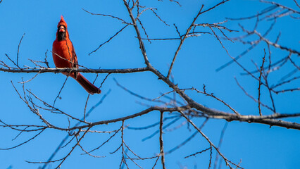 Cardinal Perched on Branch in Winter