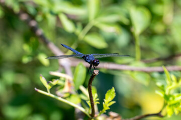 dragonfly on a leaf