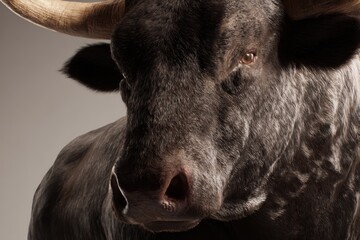 Fototapeta premium Strong Majestic Bull Close-Up – Powerful Symbol of Strength and Bull Market Energy