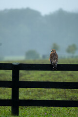 Hawk Perched on Fence
