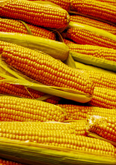 Close-up of a pile of fresh corn on the cob