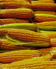 Close-up of a pile of fresh corn on the cob