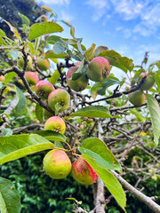 apples on tree