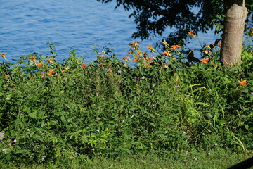 Flowers on Lake Cayuga Shore