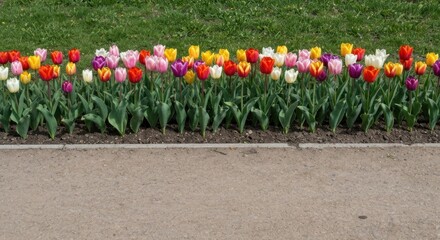 Row of vibrant tulips bloom along a path, contrasting green grass