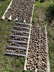Areca Nut Drying in Sunlight – Natural Preservation Method