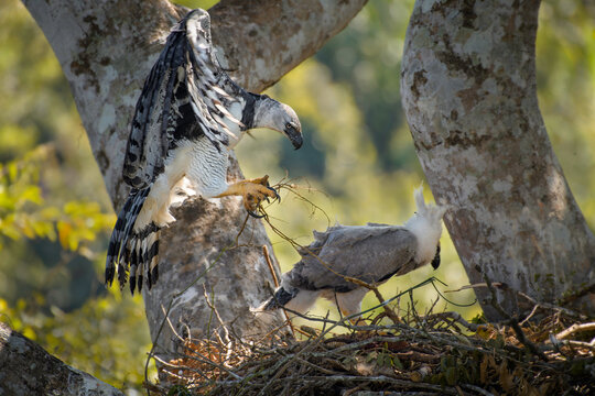 Aguila Harpia, Harpia harpyja