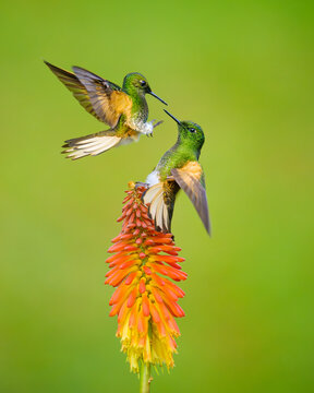 Buff-tailed Coronet, Boissonneaua flavescens