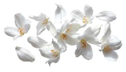 White flowers and petals scatter across a dark background