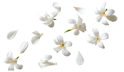 Scattered white jasmine flowers and petals on black background