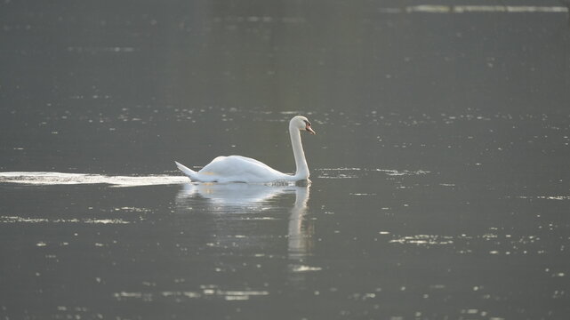 CIGNO