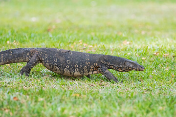 An asian water monitor ambles through vibrant grass towards a lake. 
