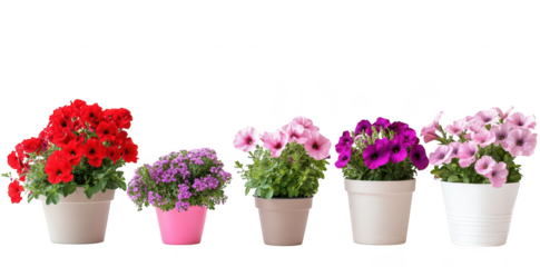 A display of colorful potted flowers arranged in a line. red. purple. and pink blooms against a clean white background. ideal for home decor or gardening inspiration