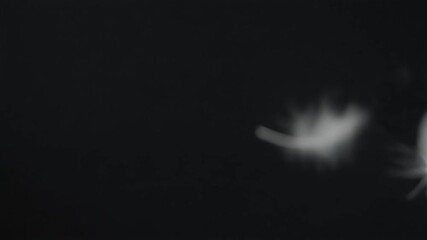 Soft white feathers gently falling and drifting on a black background. Dreamy, light, and airy transition element for romantic or ethereal themes. - Powered by Adobe