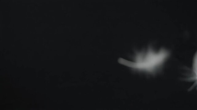 Soft white feathers gently falling and drifting on a black background. Dreamy, light, and airy transition element for romantic or ethereal themes.