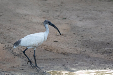 A black headed Ibis approaches a muddy waterhole in search of prey.