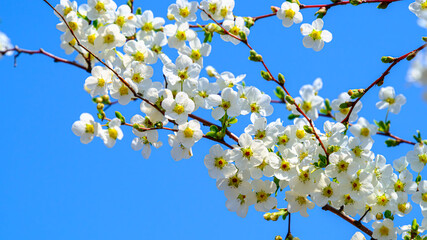 ユキヤナギの白い花