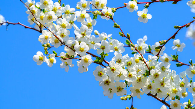 雪柳の花」の写真素材 | 3,603件の無料イラスト画像 | Adobe Stock