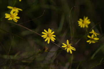 FIORI SPONTANEI © GIOVANNI