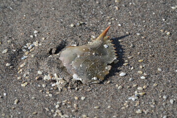 RESTI DI CROSTACEO SULLA SPIAGGIA