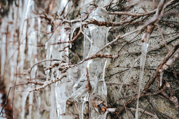 Icicles Hanging from Branches on Stone Wall. Plants are covered in ice.Autumn and spring icing and frosts.