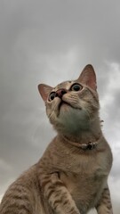 Wide-Eyed Cat Against a Dramatic Cloudy Sky