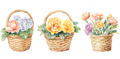 A watercolor illustration three woven baskets filled with colorful flowers. including peonies and ranunculus. set against a clean white background. ideal for floral-themed designs