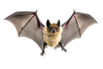 A close-up view of a bat in mid-flight. its detailed wings and fur. against a plain white background. perfect for educational purposes or wildlife photography