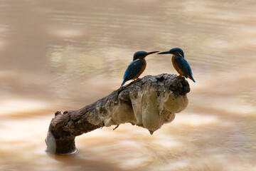 Silhouettes of pair of common kingfishers perched on a fallen branch positioned above a waterhole.