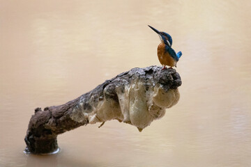 A common kingfisher looks up while perched on a fallen branch above a lake.