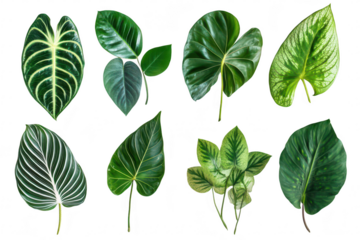 A collection of various tropical leaves unique shapes. colors. and textures. arranged artistically on a clean white background. ideal for nature-themed designs or botanical studies