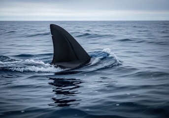 Fototapeta premium Large dorsal fin cuts through choppy ocean water under an overcast sky