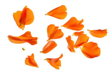 A collection of orange flower petals gracefully scattered against a clean white background. ideal for floral design. nature-themed projects. and artistic compositions