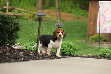 Cute Beagle Puppy in Flower Bed 