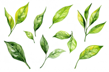 A collection of hand-painted green leaves various shapes and shades. ideal for botanical illustrations or nature-themed designs. set against a clean white background