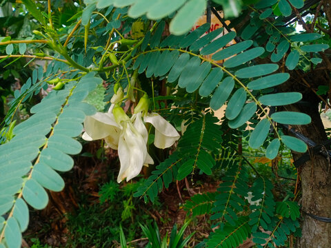 White Sesbania grandiflora flowers hanging from green compound leaves, showing natural texture, soft petals, and fresh tropical garden atmosphere.